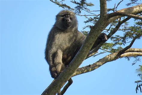 Spend The Day With Us In Lake Mburo National Park Venture Uganda