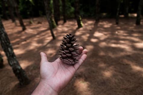 Premium Photo Close Up Of Cropped Hand Holding Pine Cone At Forest