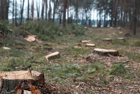 Rhode Island's Forests at Risk: When Conservation Laws Are Ignored