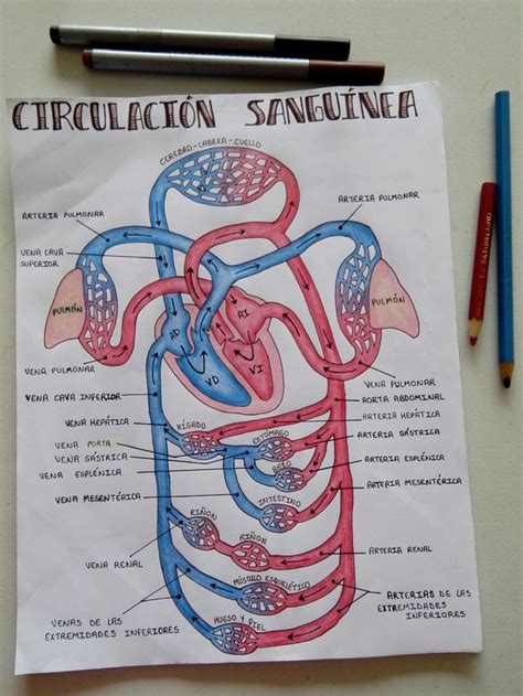 CirculaciÓn SanguÍnea Oposiciones Auxiliar De Enfermeria Libros De Anatomia Organizador Gráfico