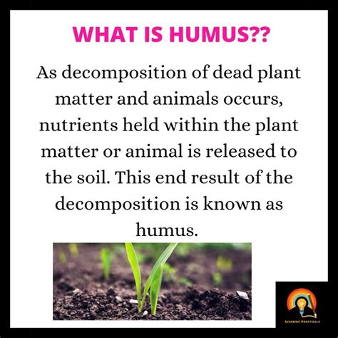 Humus?? | What is humus, Humus, Soil