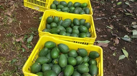 Three Yellow Baskets Filled With Green Avocados Sitting On Top Of A