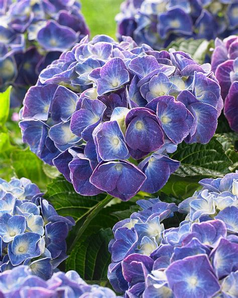 Bauern Hortensie Hydrangea Macrophylla Bild Kaufen 13667723