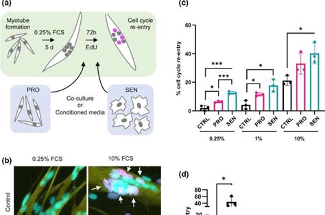 Benefits of 'zombie' cells: Senescent cells aid regeneration in salamanders