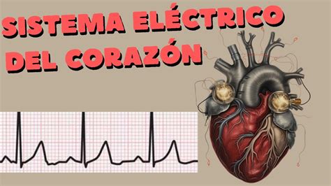 Emp Fisiología Sistema De Conducción Cardiaco Y Propiedades Eléctricas