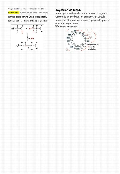 Solution Apuntes De Bioqu Mica Amino Cidos Studypool