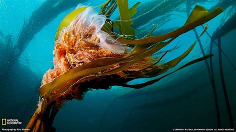 Lion Mane Jellyfish Lions Mane Jellyfish HD Wallpaper Pxfuel