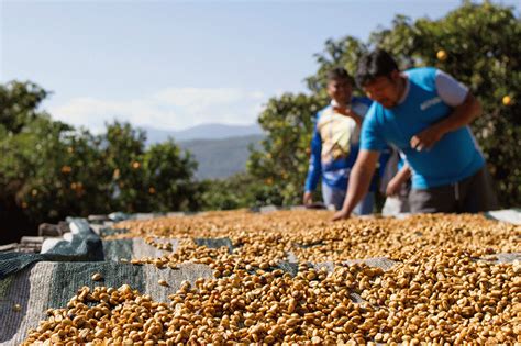 El Caf De Los Yungas Est En Proceso De Extinci N Soy Bolivia