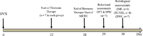Experimental Timeline Used In This Study Hormone Therapy Was Included