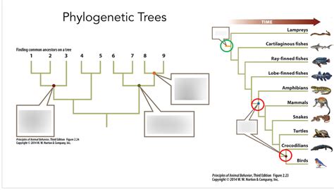 Phylogenetic Trees Diagram Quizlet