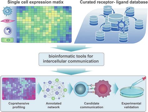 Inferring Inter Cellular Communication By Single Cell Sequencing