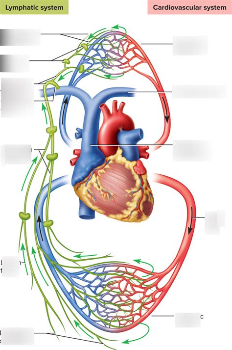 Lymphatic System Diagram Quizlet