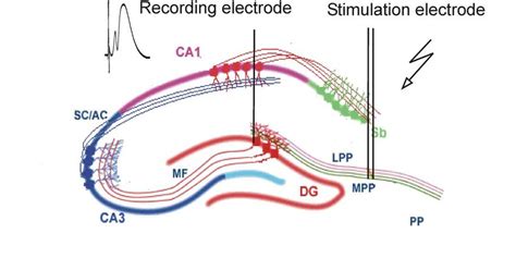 2 Dentate Gyrus Recording Illustration Of The Position Of The Bipolar