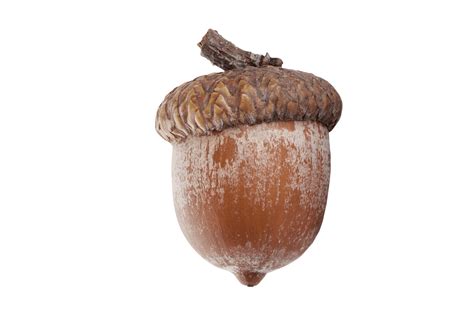 Brown Acorn Isolated On A Transparent Background 21596721 Png