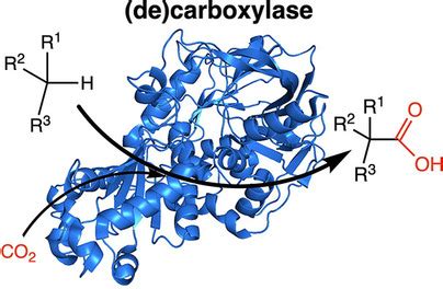 Synthetic Enzymecatalyzed Co Fixation Reactions Aleku