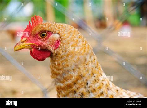 Les jeunes poulets colorée race mélangée derrière un grillage dans