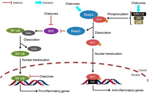 Molecules Free Full Text The Keap Nrf Are Pathway As A