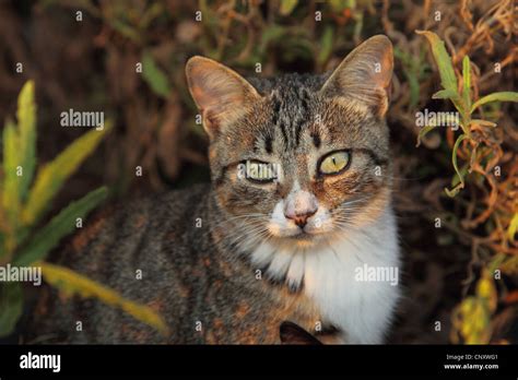 Domestic Cat House Cat Felis Silvestris F Catus Portrait Stock