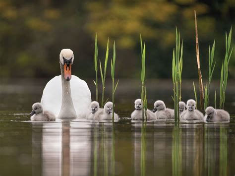 Ten stunning wildlife photographs have been announced as finalists in ...