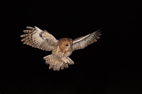 Flying Owl At Night