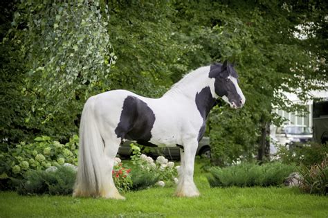 PieBald Piebald horse 1 - Heru Prajimi