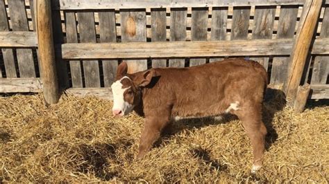 Humongous heifer: Baby bovine breaks the scales on Alberta ranch | CBC News