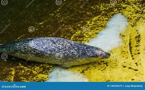 Common Seal Swimming Toward The Coast Semi Aquatic Animal From The