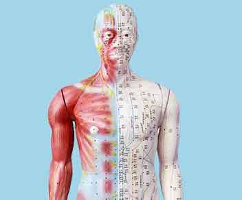 Meridiane Akupunkturpunkte Akupunktur Tuina Tcm