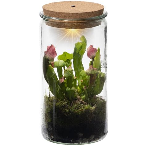 Schlauchpflanze Mini Terrarium Pflanze In Glas Weck Vdvelde