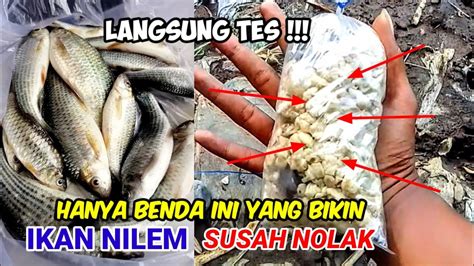 Cara Dan Umpan Ikan Nilem Paling Jitu Tehnik Pengumpul Ikan Nilem