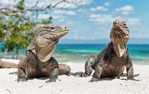 Animal Iguana Hd Wallpapers Wallpaper Cave