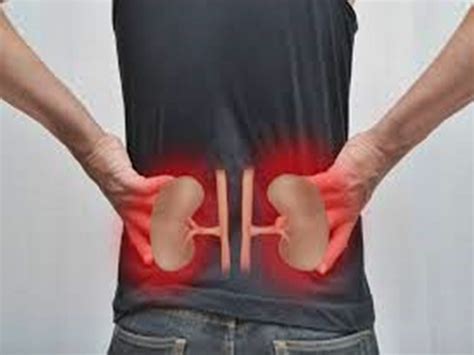 Drab Where Are The Kidneys Located Free Photos - Www