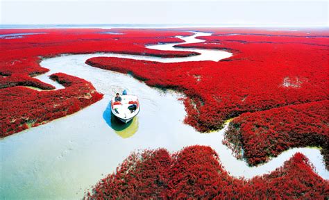 Clickcuriosidades A IncrÍvel Praia Vermelha Da China