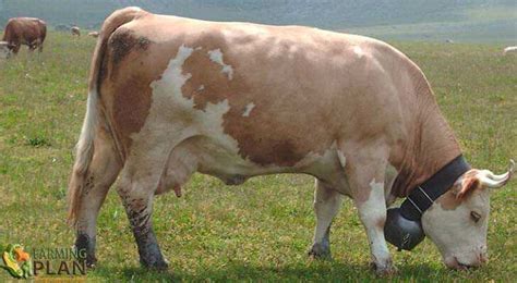 Simmental Cattle: A Breed Of Dual-Purpose Cattle - Farming Plan