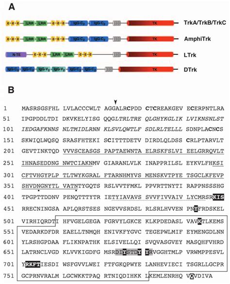 A Domain Structure Comparison Of Amphitrk Vertebrate Trk Receptors