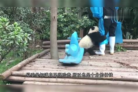 饲养员把熊猫宝宝当“桌垫”，下一秒的反应太逗了：我不要面子？