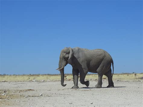 Elefante Naturaleza Namibia Foto Gratis En Pixabay Pixabay