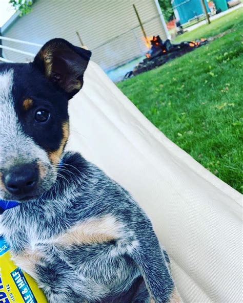 Help name my new male miniature blue heeler : NameMyDog