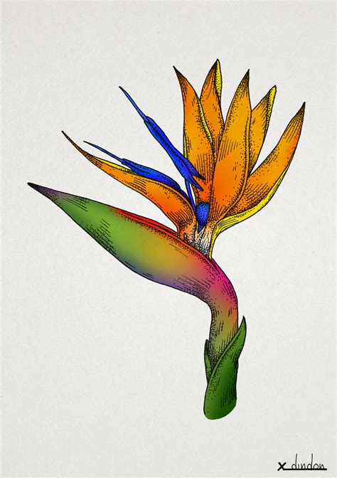 Bird Of Paradise Drawing At Explore Collection Of