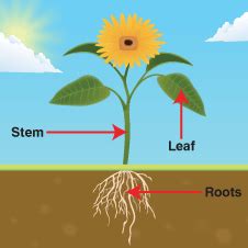 Разработка урока на тему: "Parts of plants and trees"