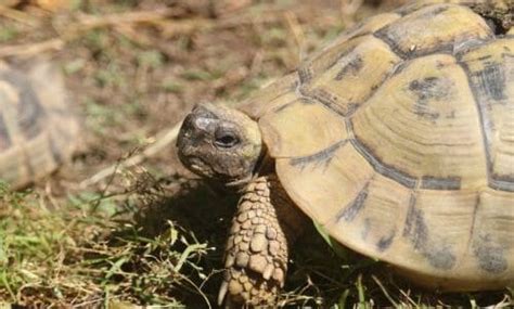 Tartarughe Di Terra Razze Abitudini E Cura Delle Testuggini