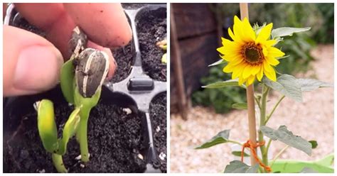 Cómo cultivar girasoles en casa es muy fácil Cultivo de árboles