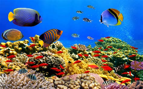 Underwater World Corals Tropical Colorful Fish Hd Desktop Wallpaper