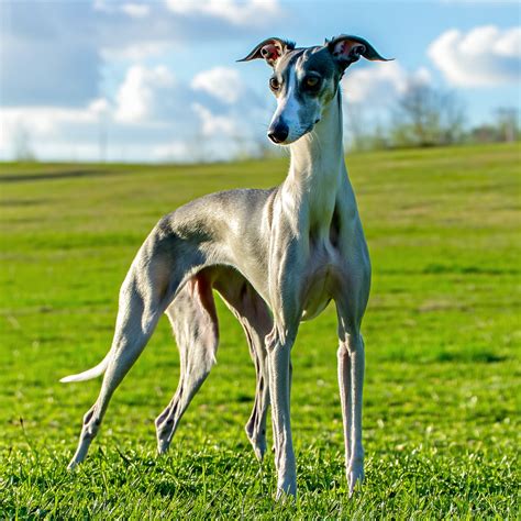 Galgo Ruso Caracter Sticas Y Cuidados De Esta Raza