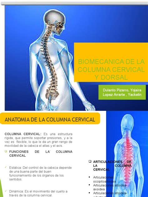 PDF Biomecanica De La Columna Cervical Y Dorsal 12 Y 12 DOKUMEN TIPS