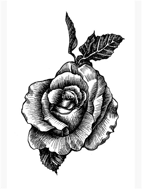 Dibujos De Rosas Blanco Y Negro