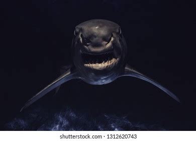 Angry Shark Sharp Teeth Darkness Stock Photo 1312620743 Shutterstock