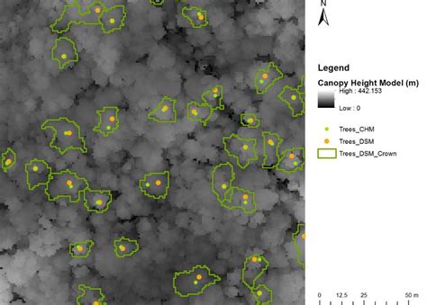 Treetops Detected In The Canopy Height Model Treeschm And Digital Download Scientific Diagram