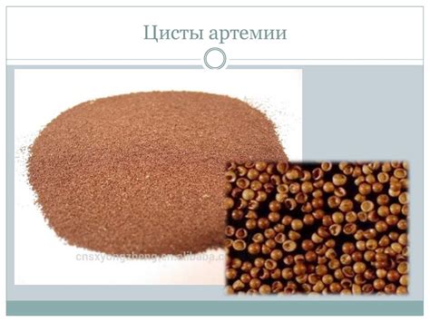 Выделение хитина и хитозана из оболочек цист Artemia salina под ...