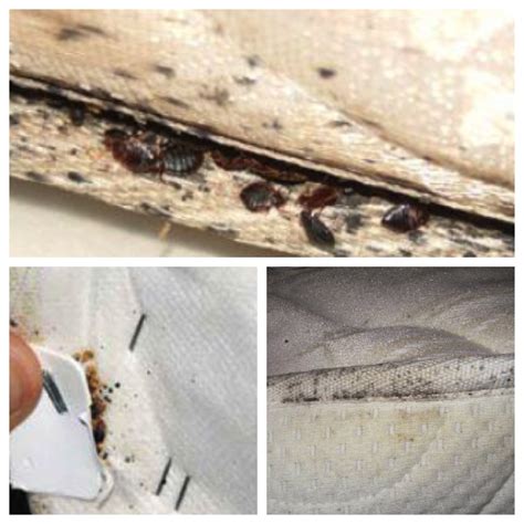 Bed Bugs How To Identify Treat Bites And Remove Bed Bugs Handbook